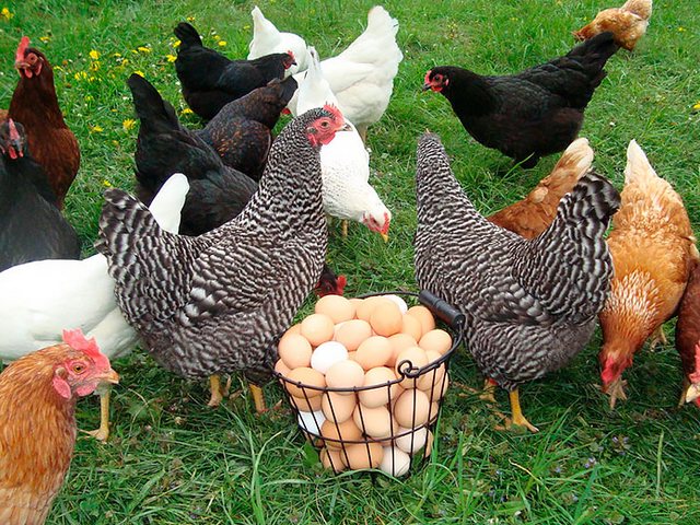 Содержание кур и уход за ними | ЗооТом - продажа, вязка и услуги для животных в Полярных Зорях