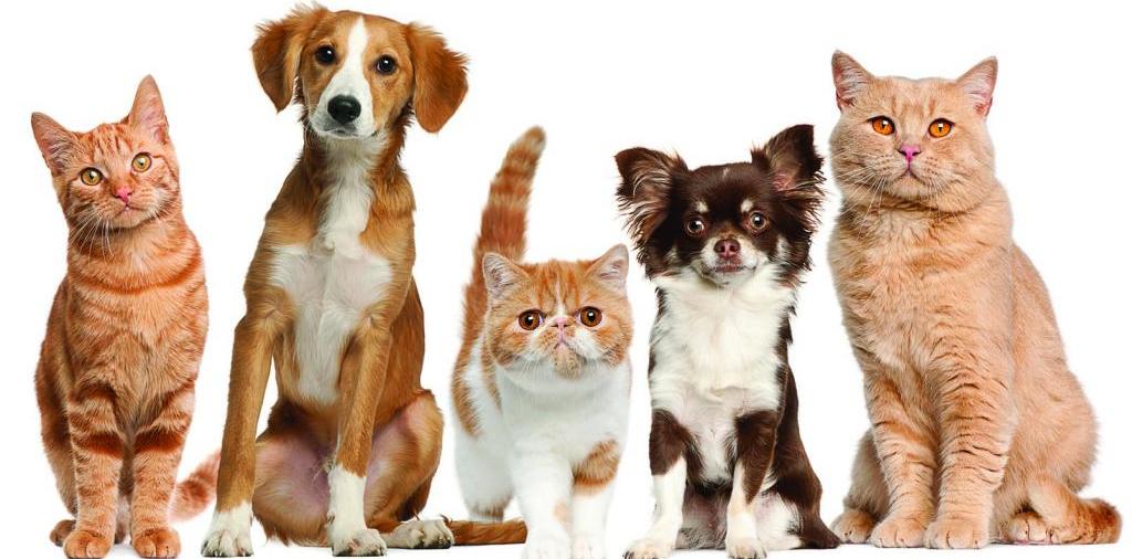 Доска объявлений о животных | ЗооТом - продажа, вязка и услуги для животных в Полярных Зорях