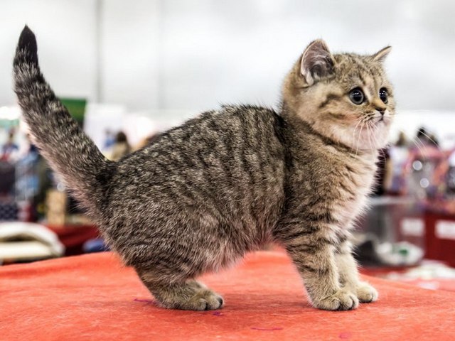 Породы кошек в Полярных Зорях | ЗооТом портал о животных