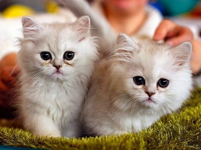 Породы кошек в Полярных Зорях | ЗооТом портал о животных