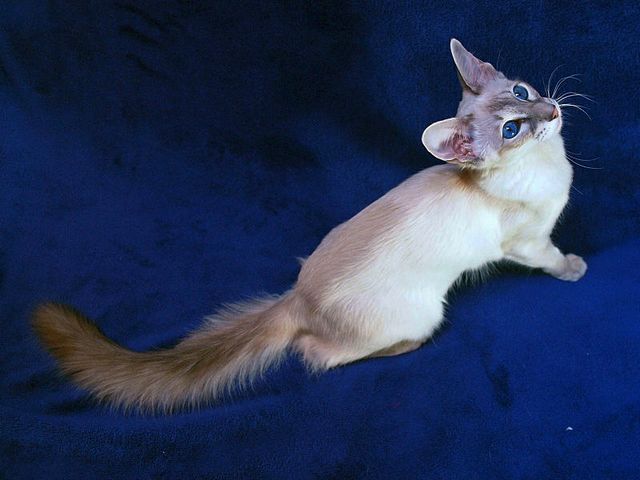 Выведенные породы кошек в Полярных Зорях | ЗооТом портал о животных