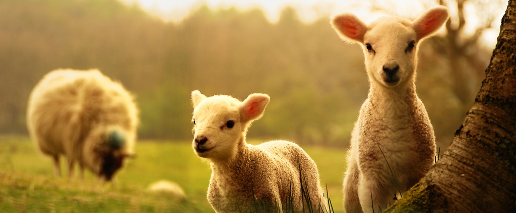 Объявления о сельскохозяйственных животных | ЗооТом - продажа, вязка и услуги для животных в Полярных Зорях