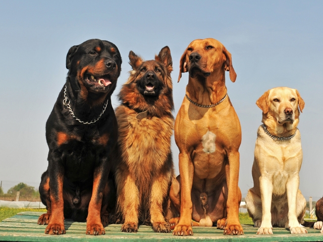 Крупные породы собак в Полярных Зорях | ЗооТом портал о животных